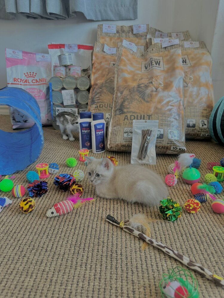 Cat Care Port Elizabeth